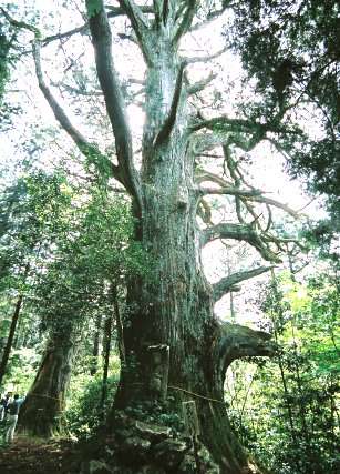 雷杉（智満寺十本杉）