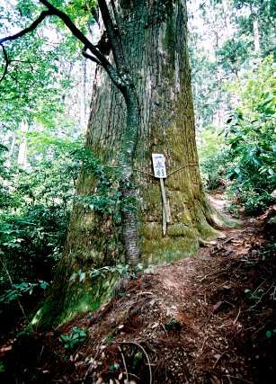 一本杉（智満寺十本杉）