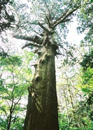 一本杉（智満寺十本杉）