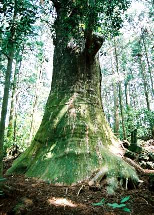 大杉（智満寺十本杉）