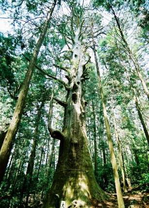 大杉（智満寺十本杉）