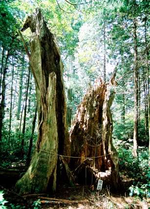 開山杉（智満寺十本杉）