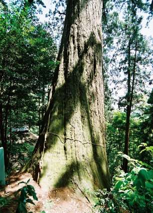 頼朝杉（智満寺十本杉）