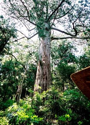頼朝杉（智満寺十本杉）