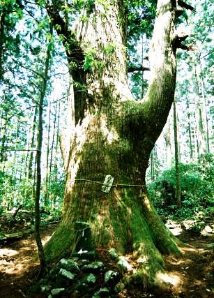 達磨杉（智満寺十本杉）