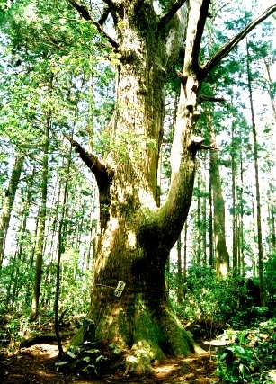 達磨杉（智満寺十本杉）