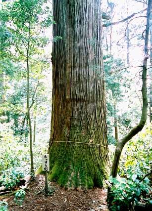 盛相杉（智満寺十本杉）