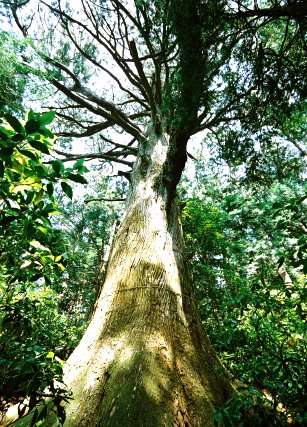 盛相杉（智満寺十本杉）
