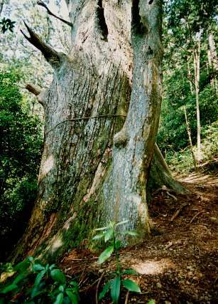 経師杉（智満寺十本杉）