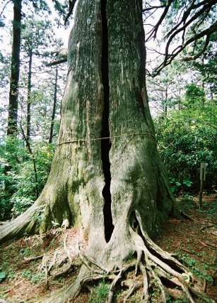 常胤杉（智満寺十本杉）