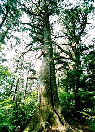 常胤杉（智満寺十本杉）