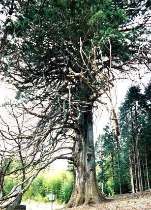 切山の大スギ