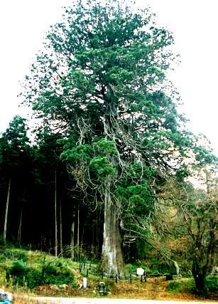 切山の大スギ