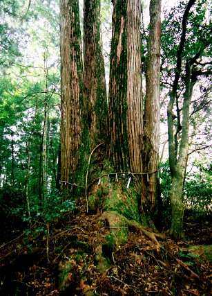 飛鳥神社の四本杉