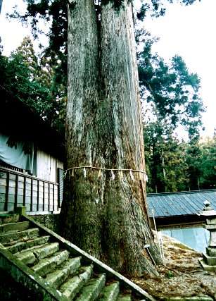 須佐之男神社の綾杉