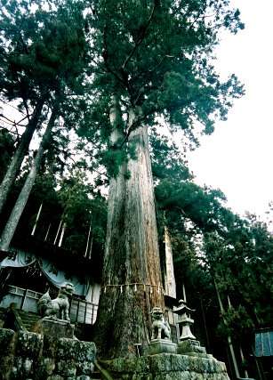 須佐之男神社の綾杉