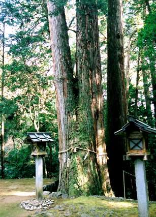大馬神社の夫婦杉
