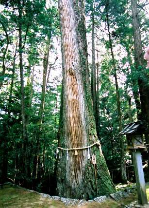 大馬神社の夫婦杉