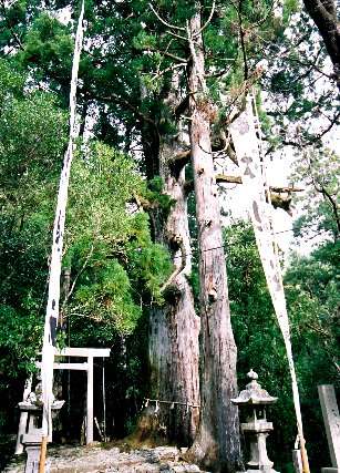 大馬神社の大杉