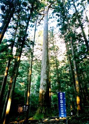 鳳来寺の傘杉