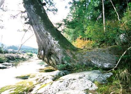 小又川の大スギ