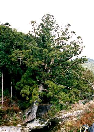 小又川の大スギ