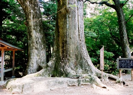 国津神社のケヤキ