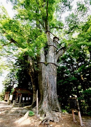 国津神社のケヤキ