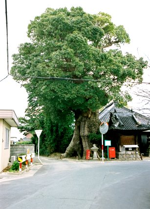 観音寺の大楠