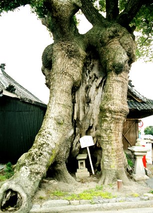 観音寺の大楠