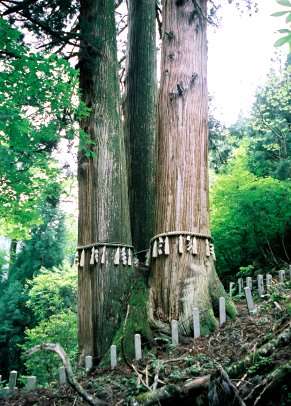 大悲山の三本杉