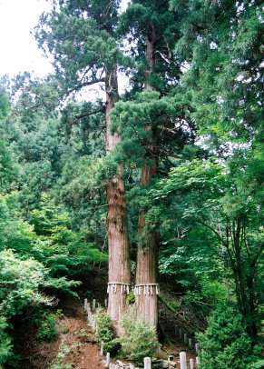 大悲山の三本杉