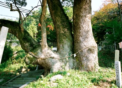 玉祖神社のクス