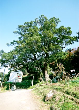 玉祖神社のクス