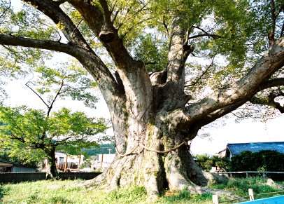 野間の大ケヤキ