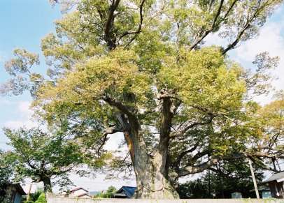 野間の大ケヤキ