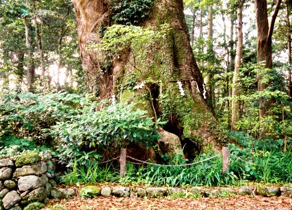 曽根飛鳥神社のクス No1