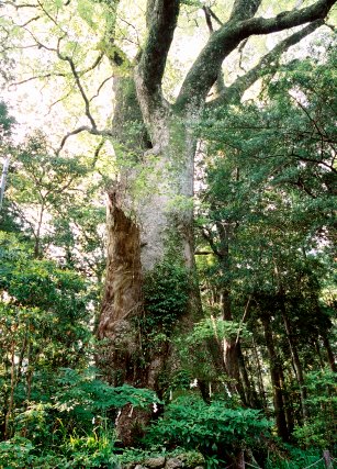 曽根飛鳥神社のクス No1