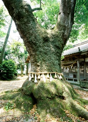 堂ケ山神明社の大樟