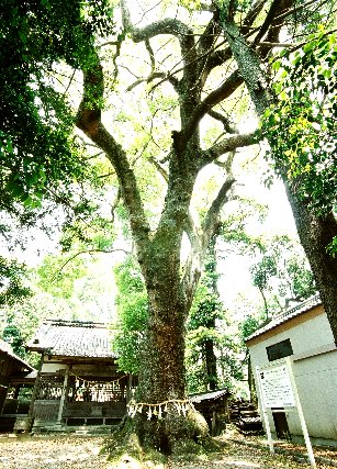 堂ケ山神明社の大樟