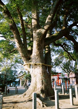 鳴海八幡宮のクスノキ