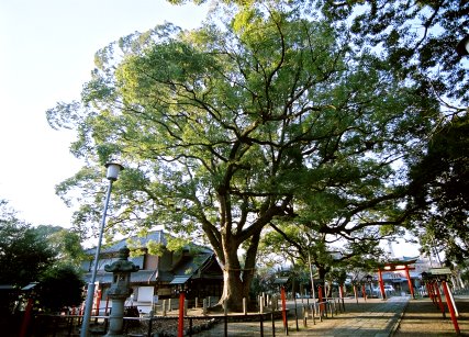 鳴海八幡宮のクスノキ