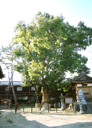 新田白山神社の大クス