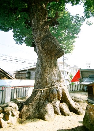 渋川神社の楠