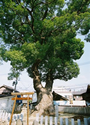 渋川神社の楠