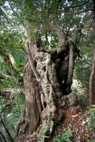 田代の七色の木