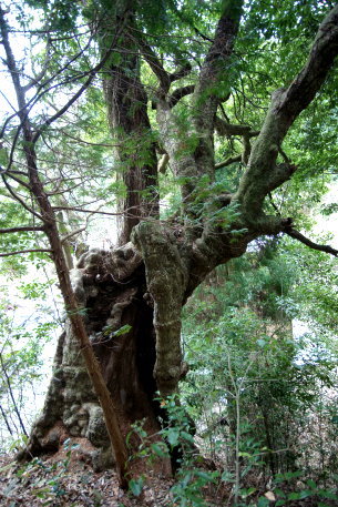 田代の七色の木