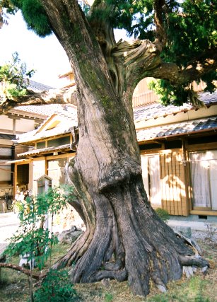 有馬の大イブキ