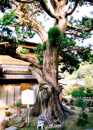 有馬の大イブキ