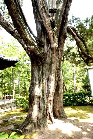 大徳寺のイブキ